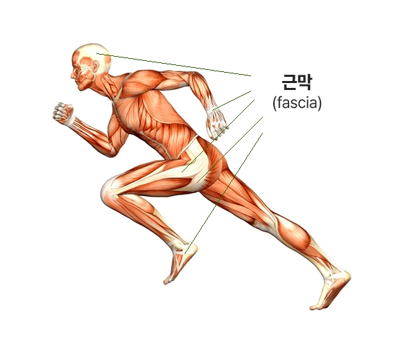 근막