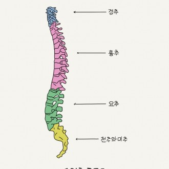 척추의 구조