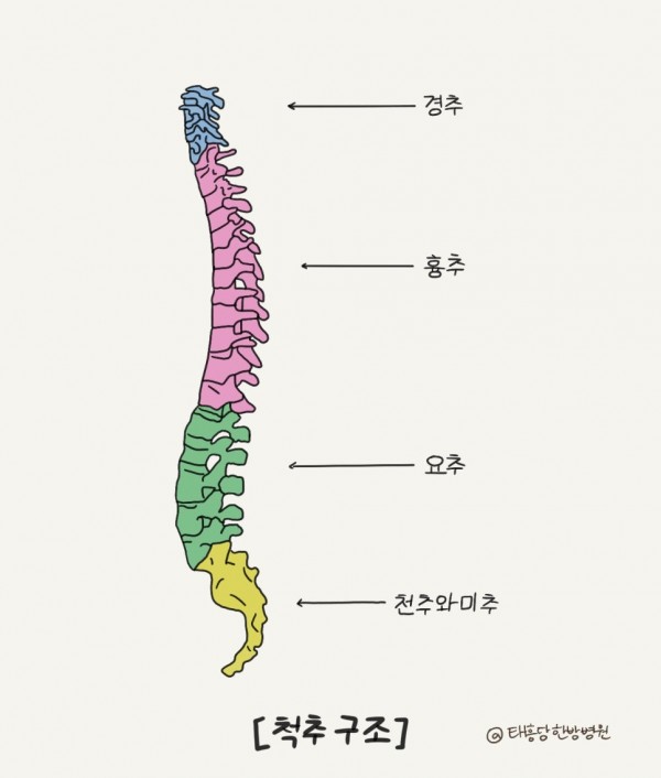 척추의 구조