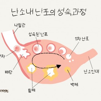 난소 내 난포의 성숙 과정