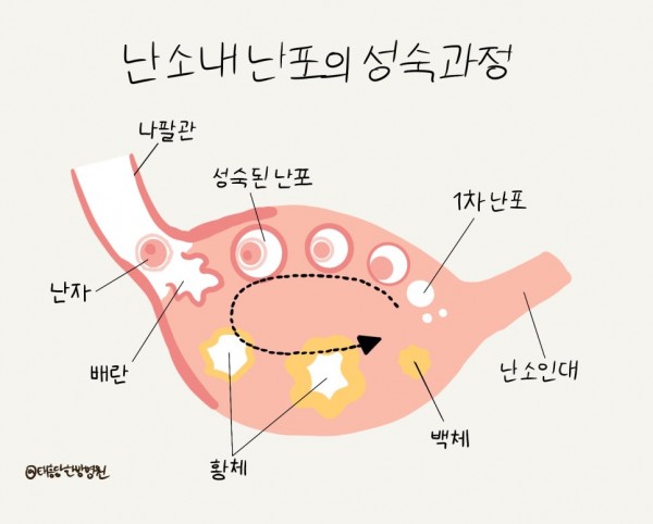 난소 내 난포의 성숙 과정