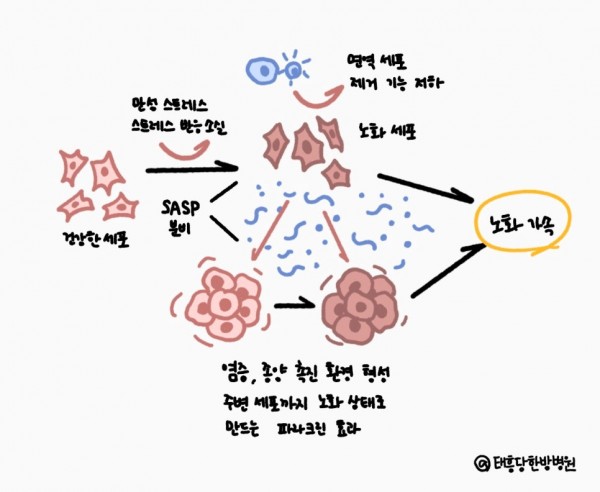 저속노화 노화가속 비만 식단